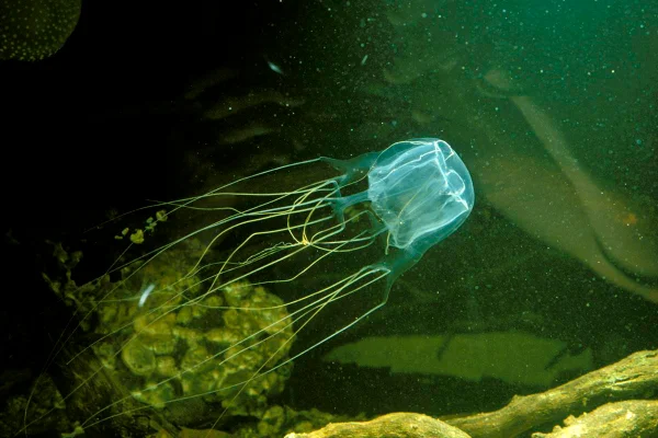 Box jellyfish
