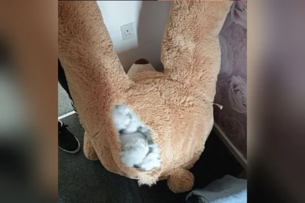 urso de pelucia gigante ladrao inglaterra (3)