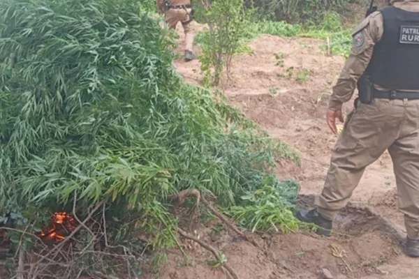 Imagem colorida de plantação de maconha