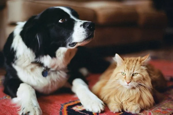 Cachorro e gato - Metrópoles