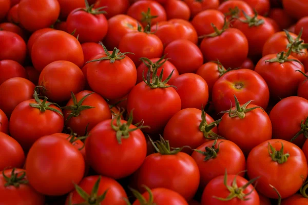 Imagem mostra vários tomates vermelhos - Metrópoles