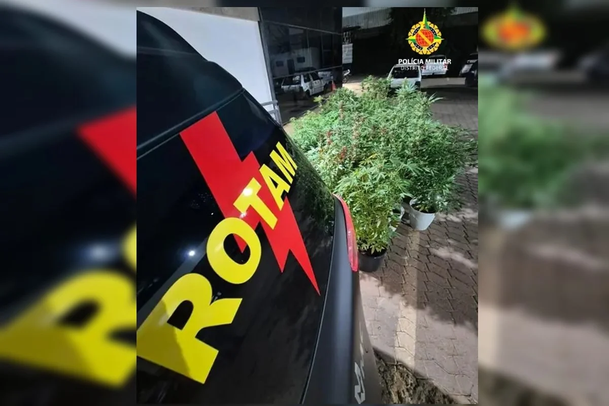 Jardim do crime: PMDF encontra 53 pés de maconha em condomínio. Vídeo 1 Viatura e maconha - Metrópoles