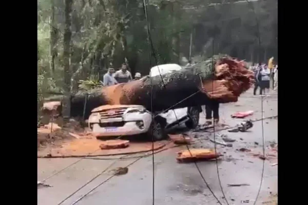 acidente com arvore caida em cima de carro