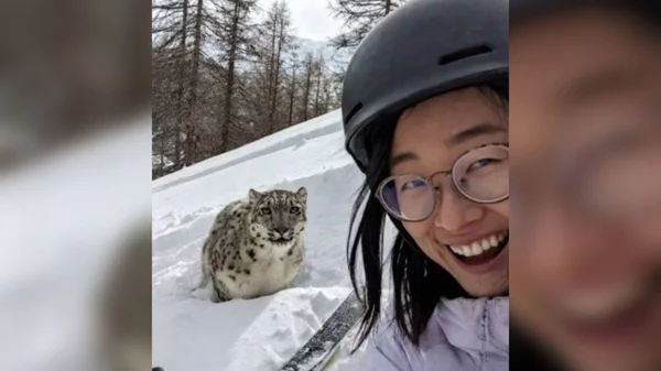 Turista atacada por leopardo-das-neves na China