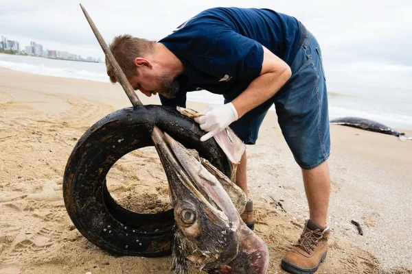 Peixe é encontrado morto com pneu preso no bico em SC