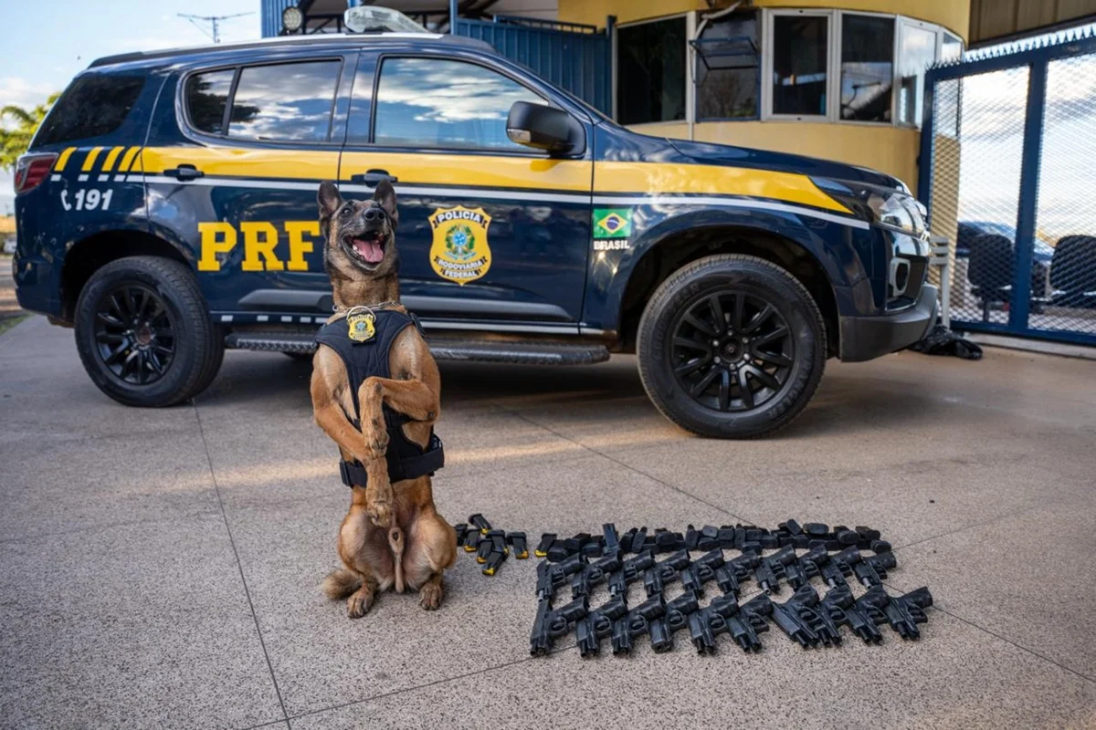 Cão da PRF fareja 20 pistolas e 40 carregadores em ônibus na BR-060
