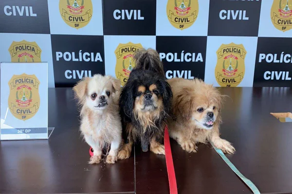 Três cachorros resgatados