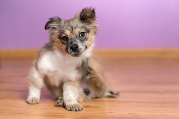 Imagem colorida de cachorro se coçando