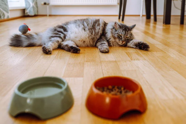 Imagem colorida de gato deitado, aparentemente desinteressado em potes de ração e água