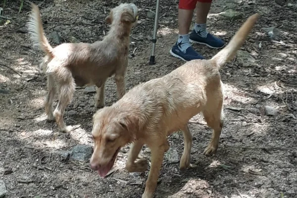 Mulher que se dizia protetora é investigada por maltratar animais