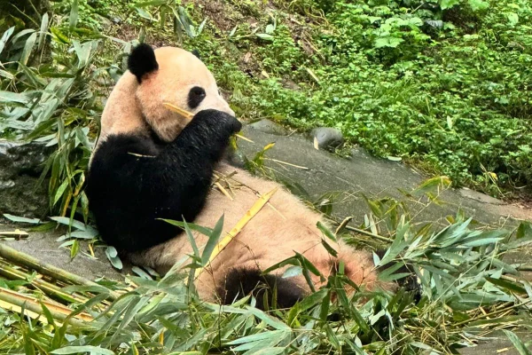Imagem colorida de panda gigante deitado sob a grama