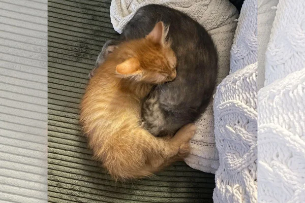 foto colorida gatinhos dormindo
