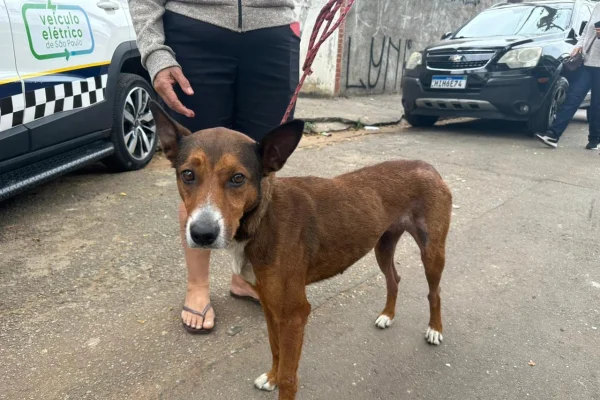 explosão sp cachorra perdida imóvel atingido