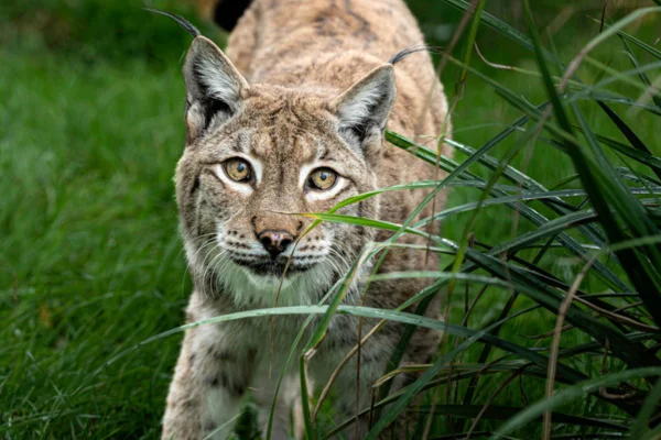 Imagem colorida de lince na floresta