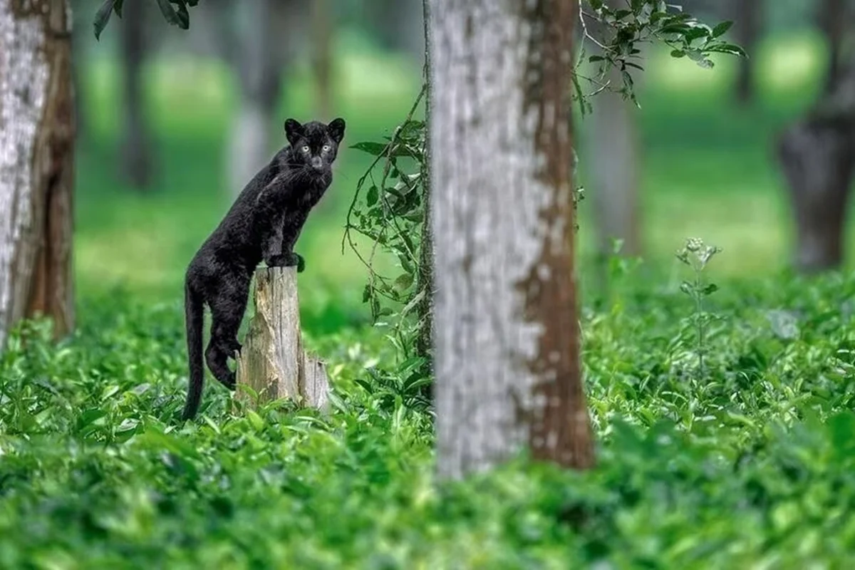 Pantera-negra rara é fotografada com filhotes em reserva na Índia