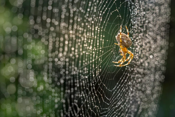 Foto de teia de aranha - Metrópoles