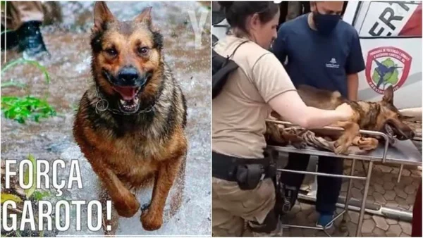 cachorro cão pm ferido minas gerais
