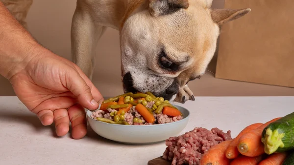 Personalização: o segredo para dar remédio ao pet sem estresse