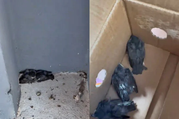 Aves resgatadas por biomédica