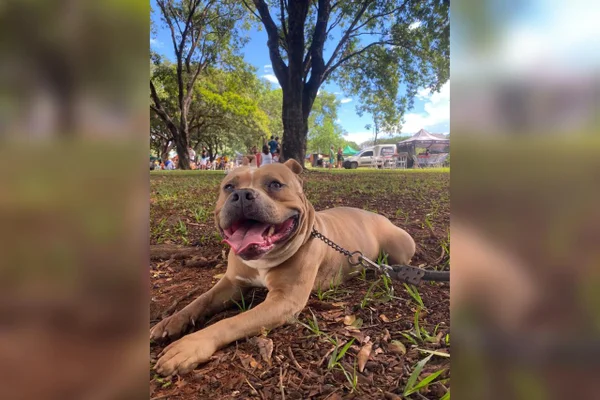 Imagem colorida de um cachorrinho deitado no chão de uma casa - Metrópoles