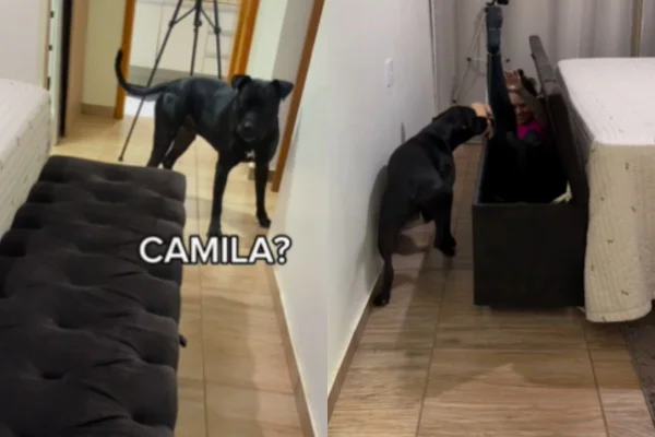 Foto colorida de um cachorro de pelagem preta - Metrópoles