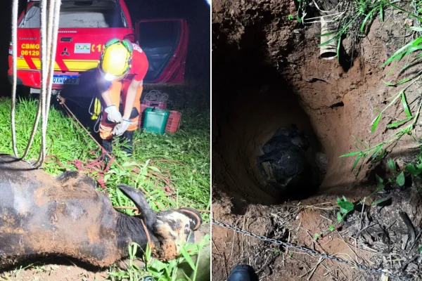 Boi cai em buraco de 5 metros e é resgatado pelos bombeiros em MG