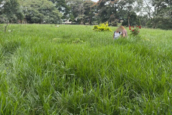 A SP Regula, da Prefeitura de SP, informou que uma vistoria será realizada no Cemitério Vila Formosa. Família enviou vídeos da situação - Metrópoles