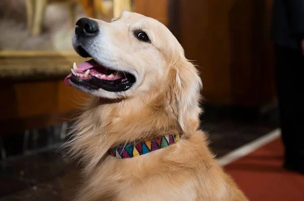 Cães podem identificar malária em humanos por meio do cheiro