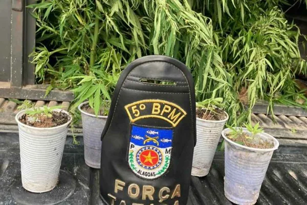 Pastores são presos suspeitos de cultivar maconha em igreja