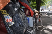 Maria vive com cães em uma alameda paralela à Avenida Paulista, centro financeiro de São Paulo