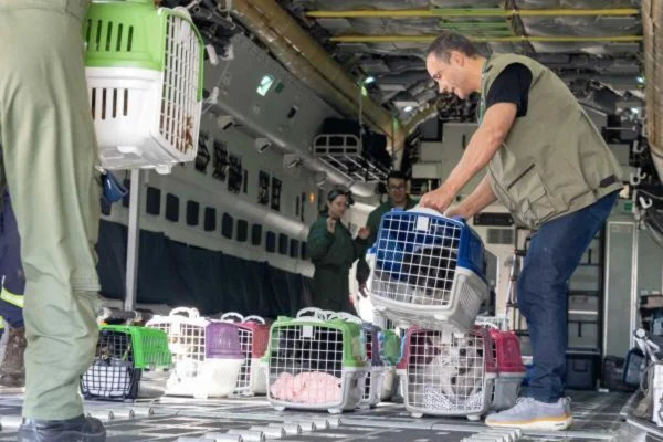 Imagem colorida. Transporte animais RS - Metrópoles