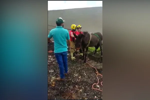 três homens amarram corda em mula