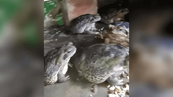 Vigilante tem dez sapos como animais de estimação: “Comem na colher”