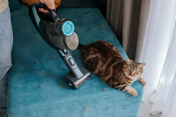 Confira 5 raças de gato ideais para quem quer menos pelos em casa