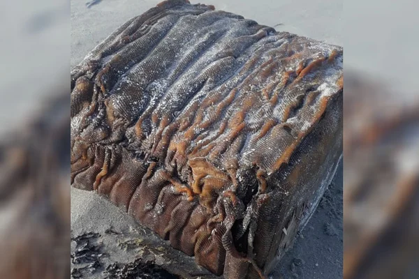 Caixa misteriosa aparece em praia do litoral nordestino