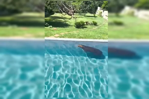 Capivara é resgatada após ser flagrada tomando banho de piscina no Lago Sul