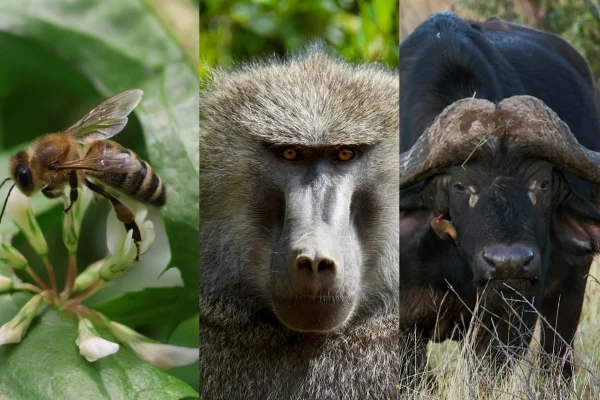 Imagem colorida mostra abelha, babuínos e búfalo - Metrópoles