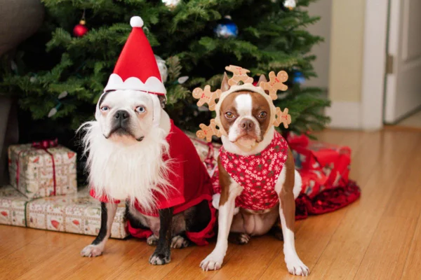 Imagem colorida de cães com fantasia de natal em frente à árvore