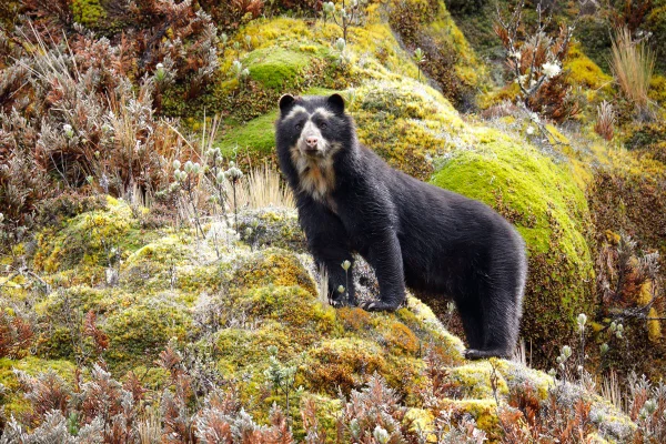Foto colorida de urso-de-óculos (Tremarctos ornatus) - 4 animais exclusivos da América do Sul que estão ameaçados de extinção - Metrópoles