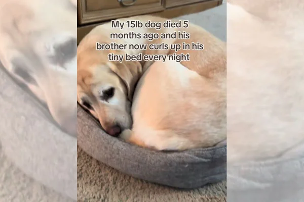 print de vídeo de labrador amarela em cama minúscula do irmão que morreu
