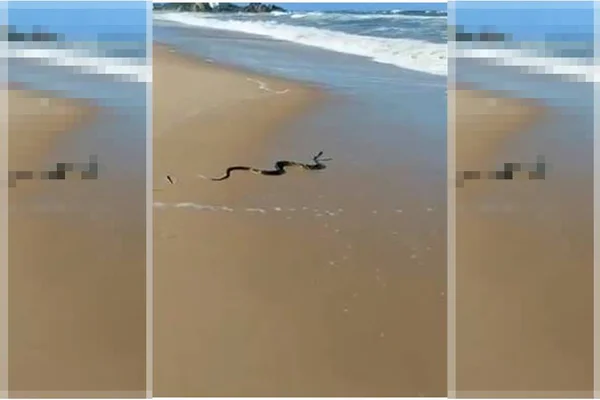 Cobra é vista no mar