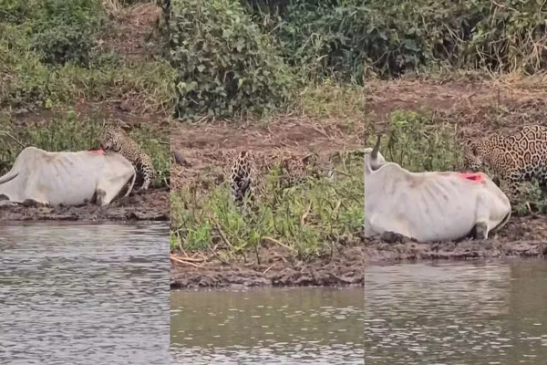 Imagem colorida de vaca sendo comida por onça - Metrópoles