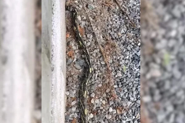 Imagem colorida de serpente escondida