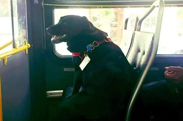 Iti! Cachorrinha aprende a pegar ônibus sozinha para ir ao parque