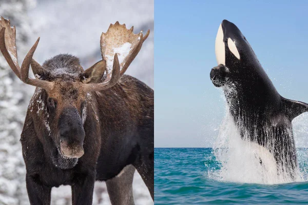Imagem colorida de orcas e alces - Metrópoles