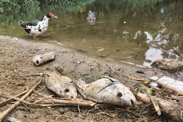 Imagem mostra peixes mortos em lago - Metrópoles