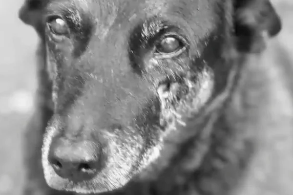 imagem em preto e branco do cão orelha, morto em santa catarina