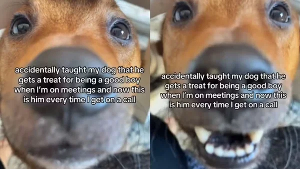 Montagem com duas capturas de tela de vídeo de cachorro caramelo no tiktok