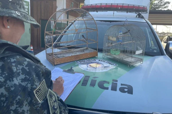 Aves da espécie coleirinho foram resgatadas em Presidente Prudente e devolvidas à natureza - Metrópoles