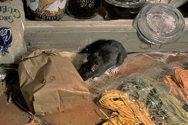 Rato revira comida